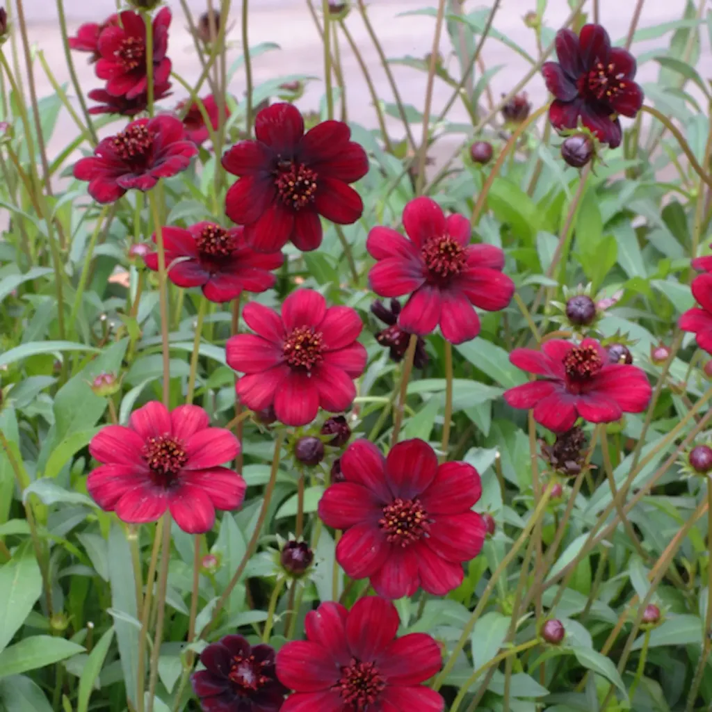 Cosmos atrosanguineus Chocamocha