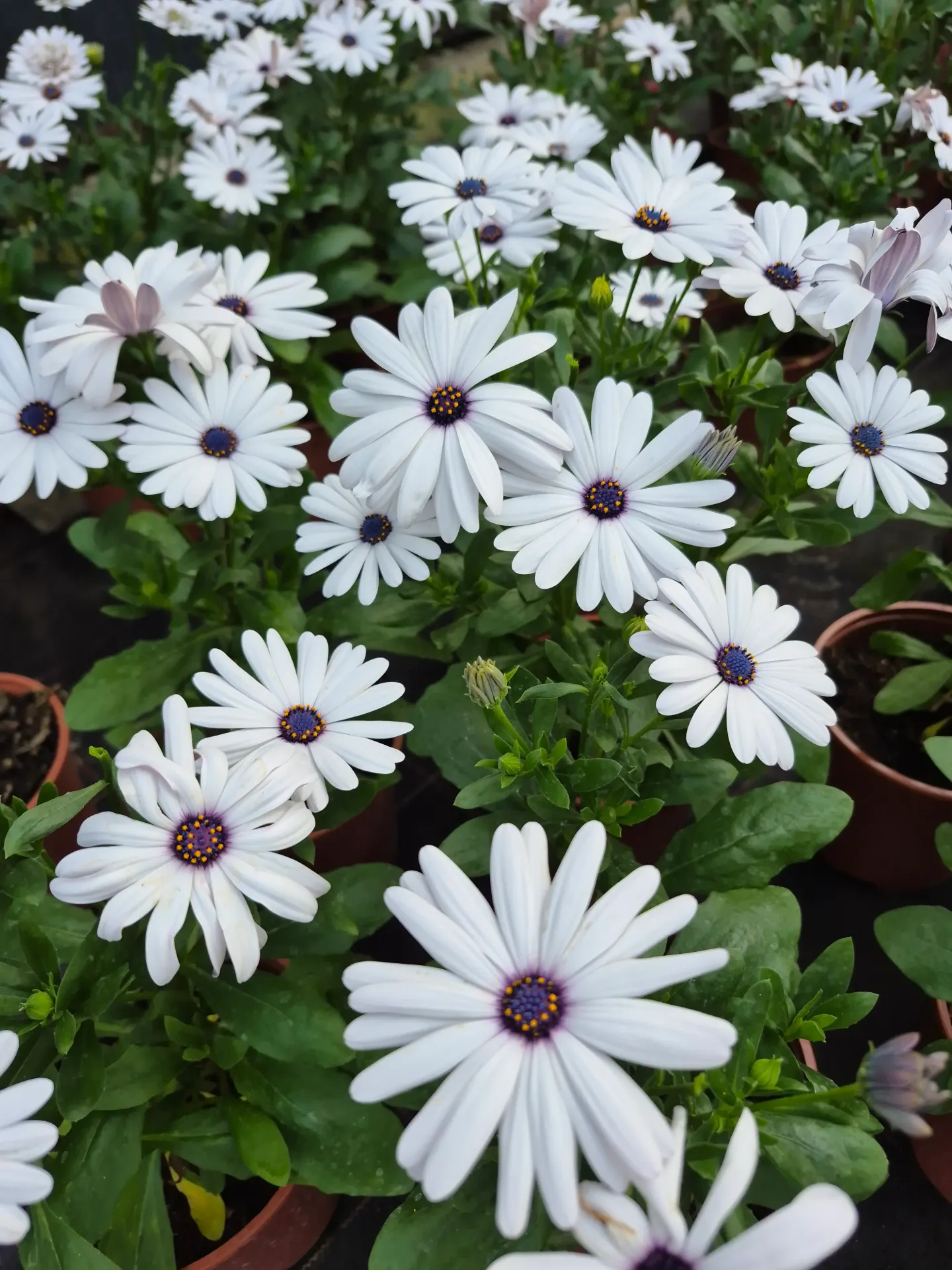 Osteospermum hybrida 'Señorita'