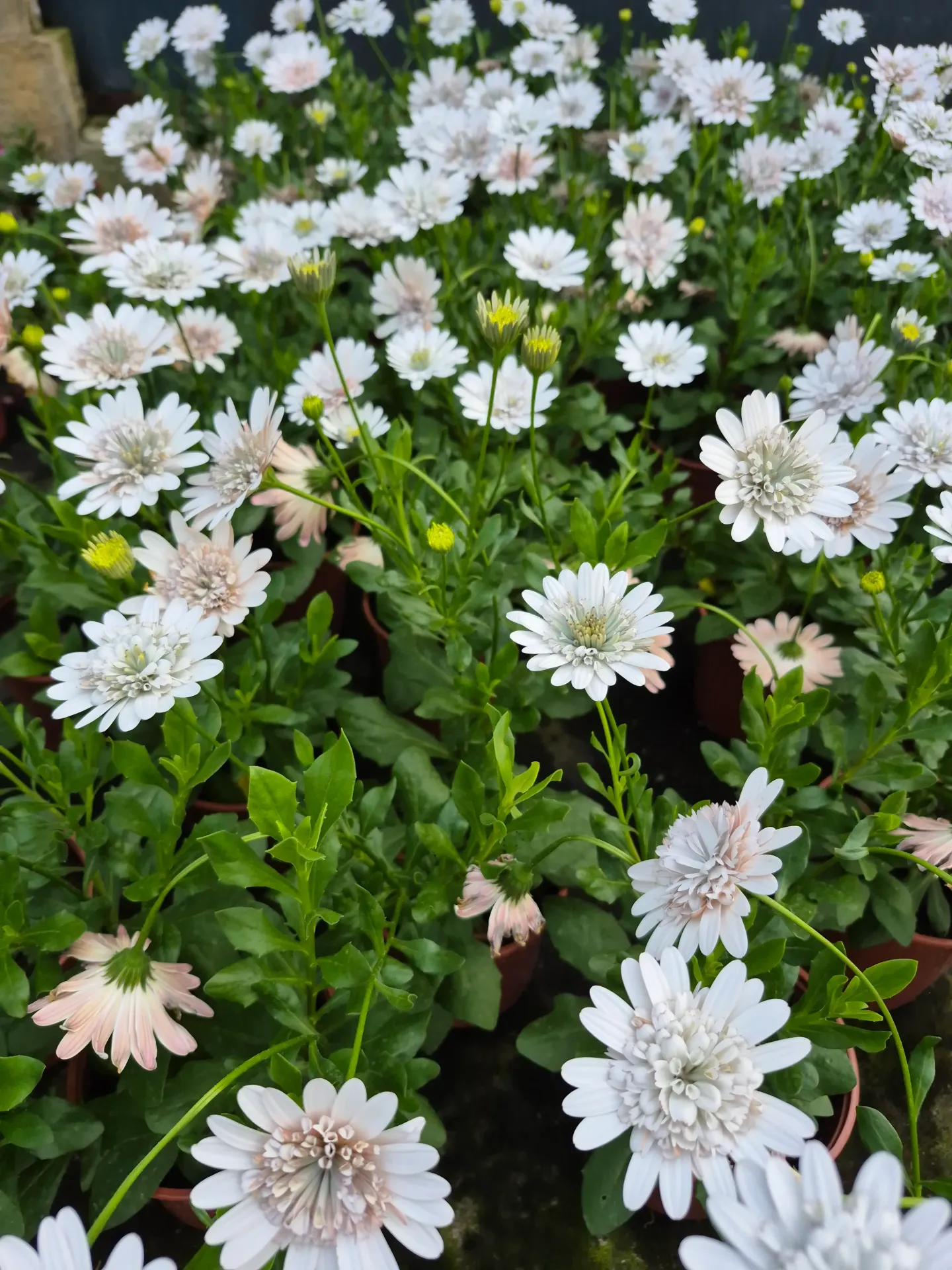 Osteospermum hybrida 'Señorita' Double
