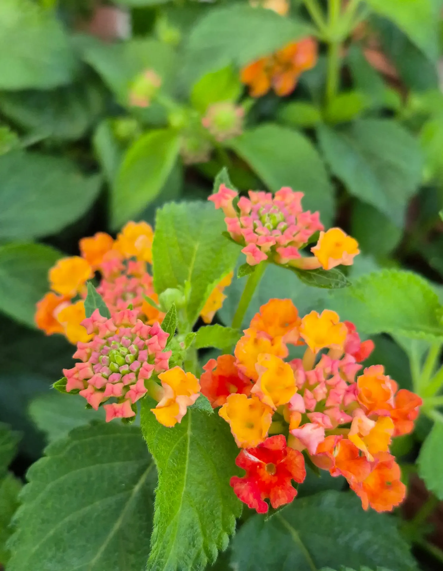 Lantana camara 'Gem'