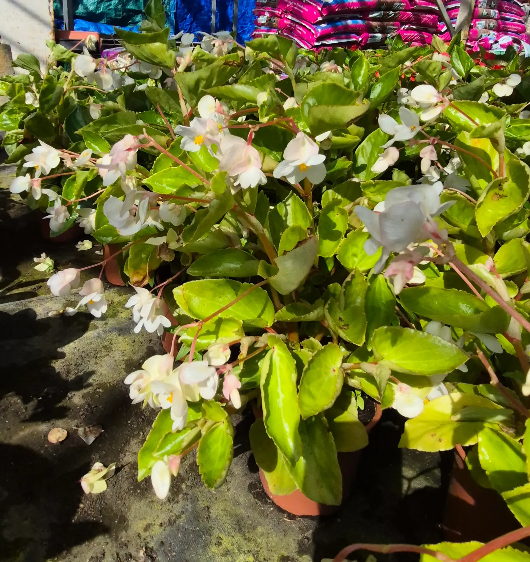 Begonia Dragon Wing