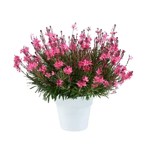 Gaura lindheimeri Steffi Dark Rose Improved