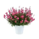 Gaura lindheimeri Steffi Dark Rose Improved