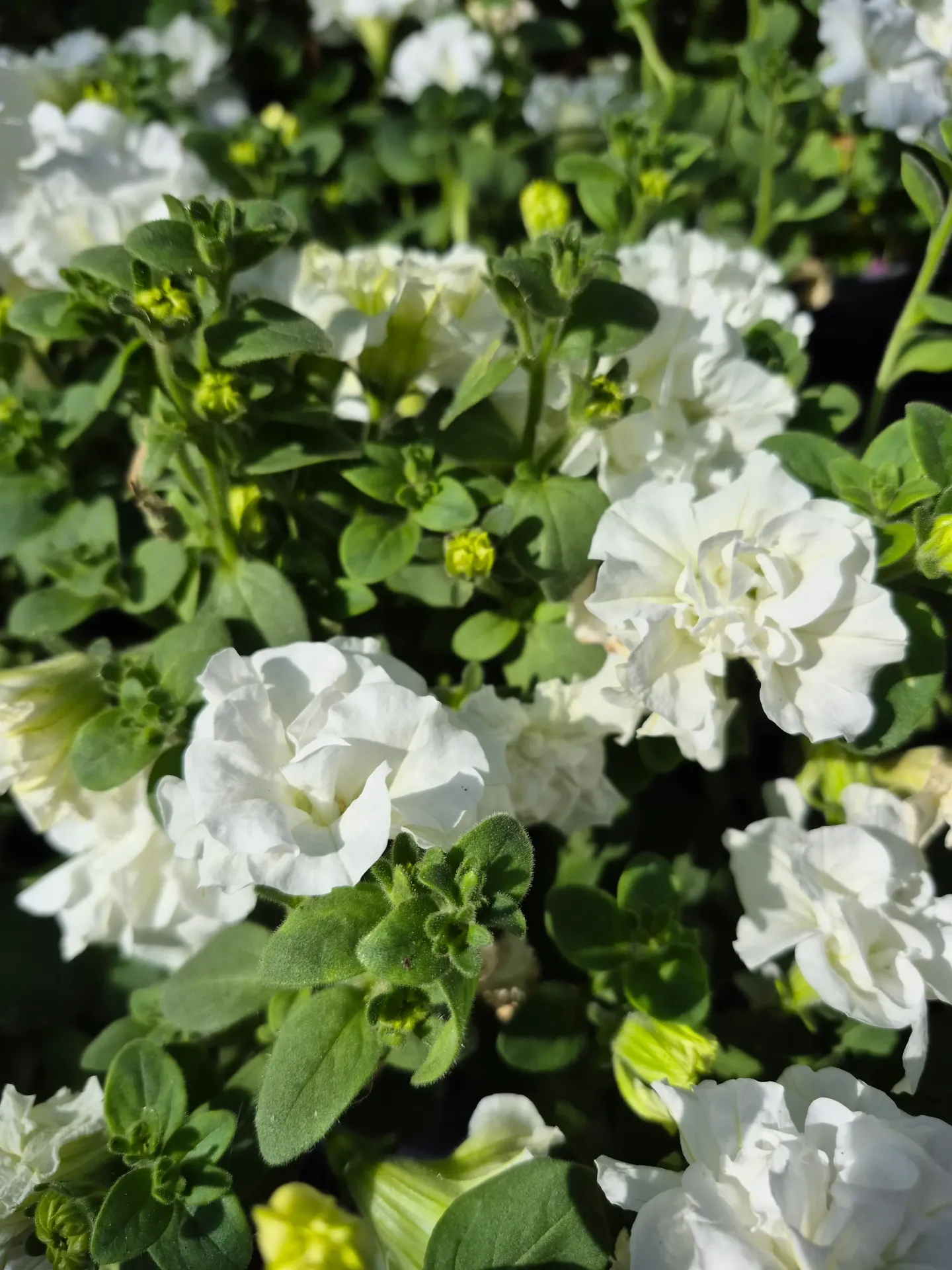 Petunia hybrida Tumbelina(fleurs doubles)