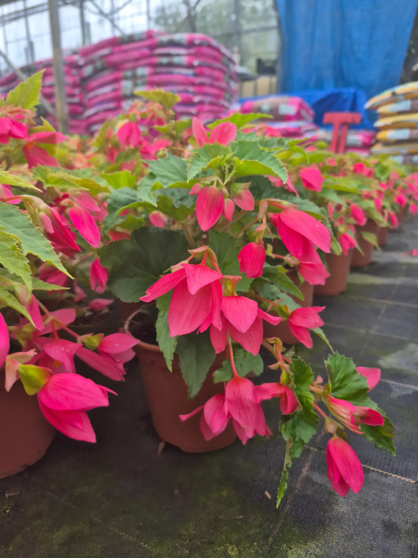 Begonia beauvilia hot pink