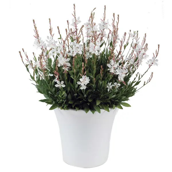 Gaura lindheimeri Steffi White