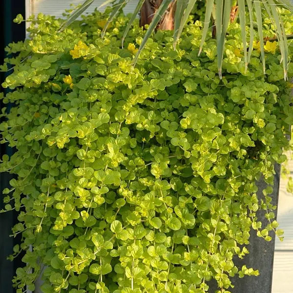 Lysimachia nummularia Goldilocks
