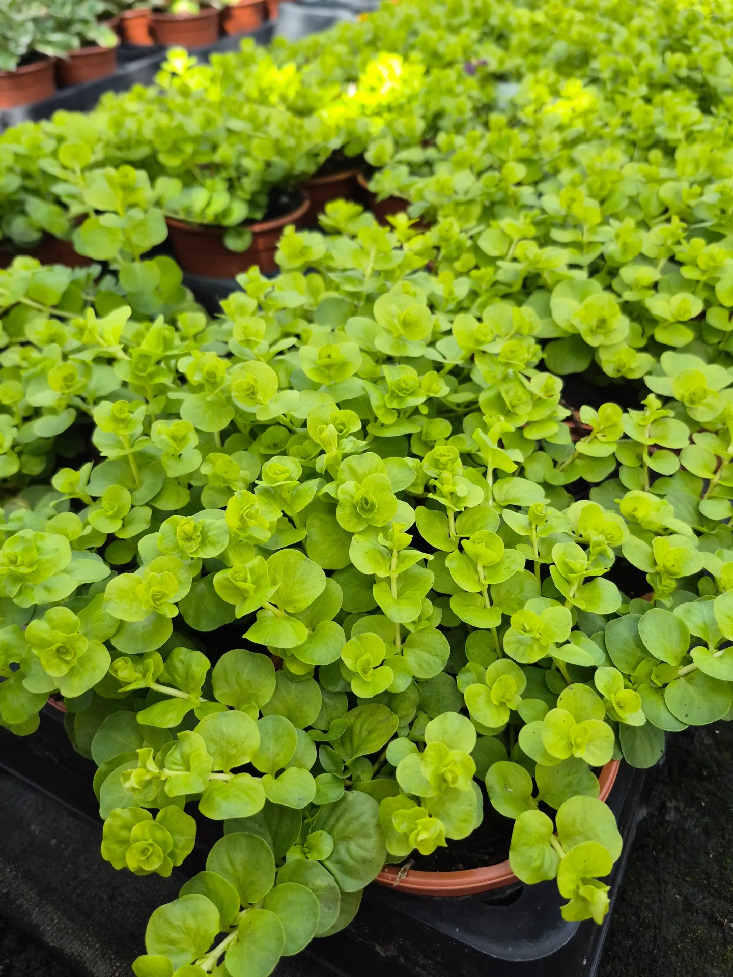 Lysimachia nummularia Goldilocks