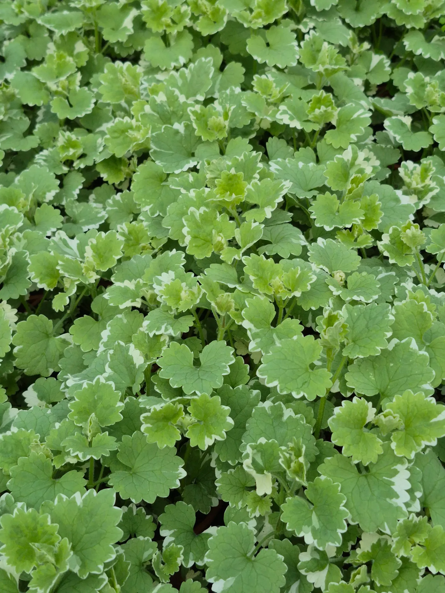 Nepeta hederacea Variegated