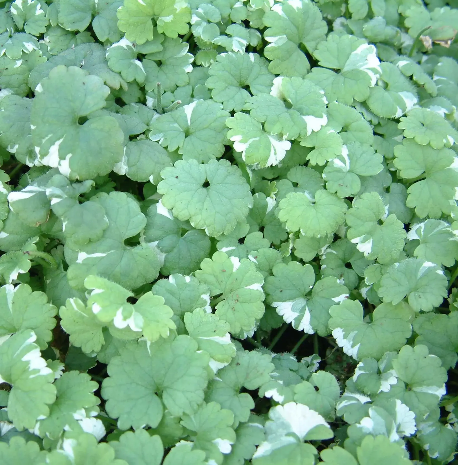 Nepeta hederacea Variegated