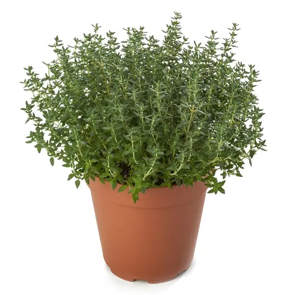 Thym vulgaris Compact