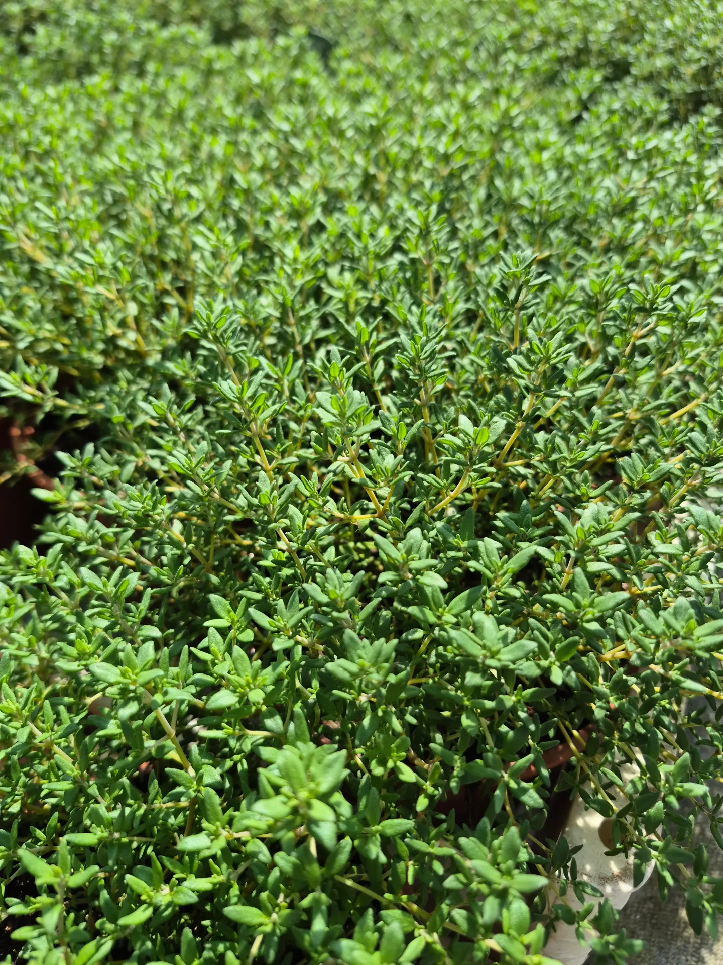 Thym vulgaris Compact
