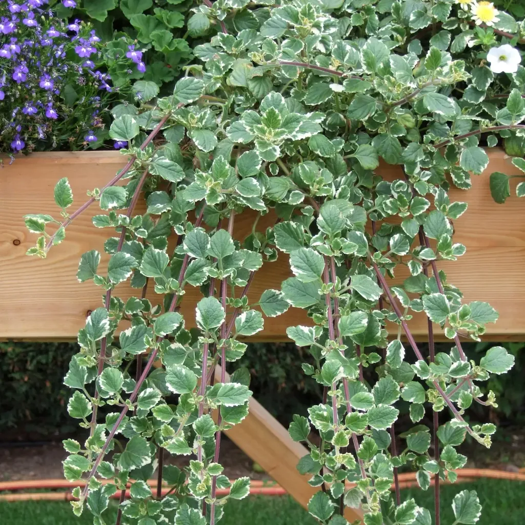 Plectranthus coleoides Variegated