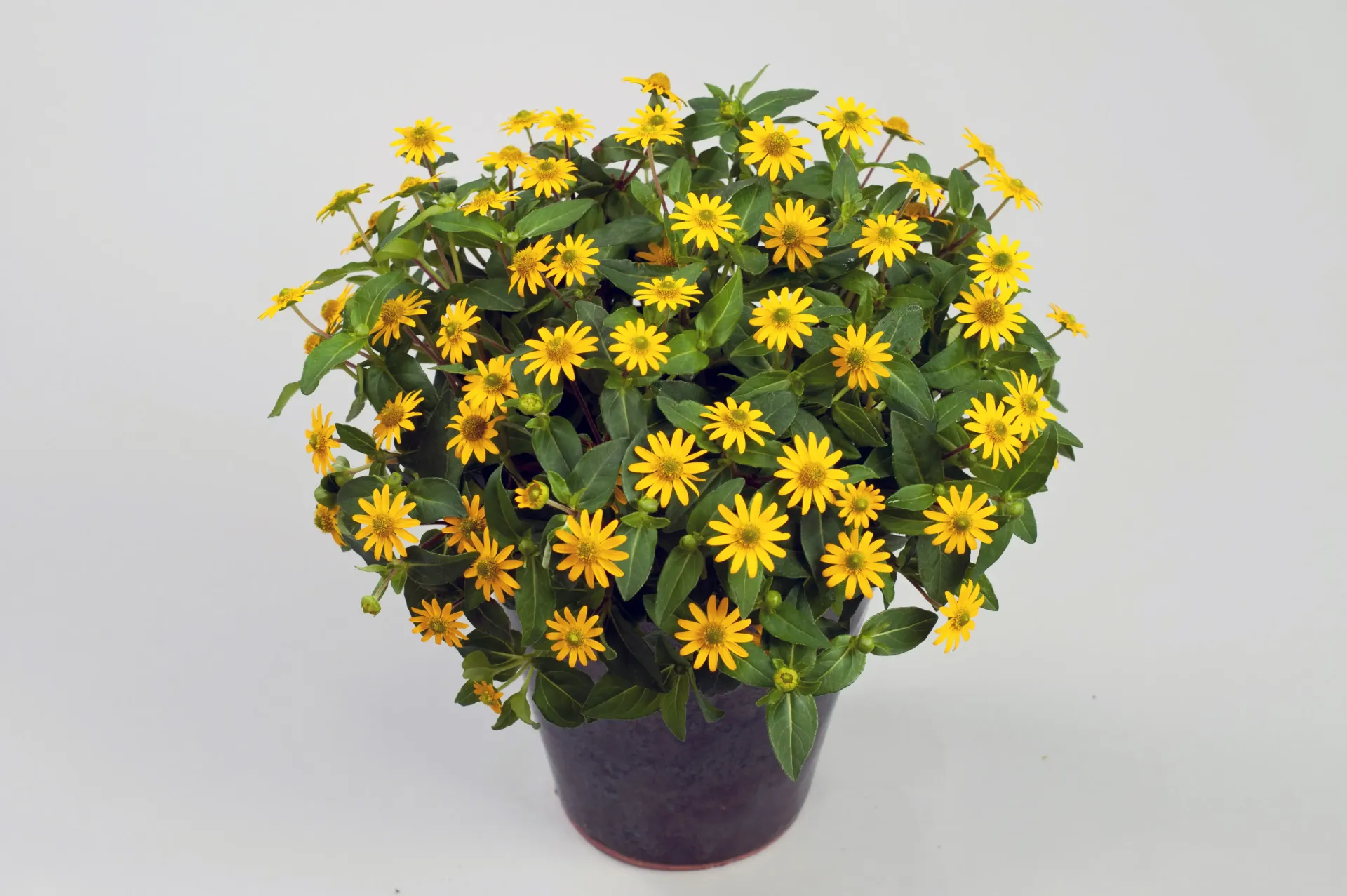 Sanvitalia speciosa Talya Great Yellow