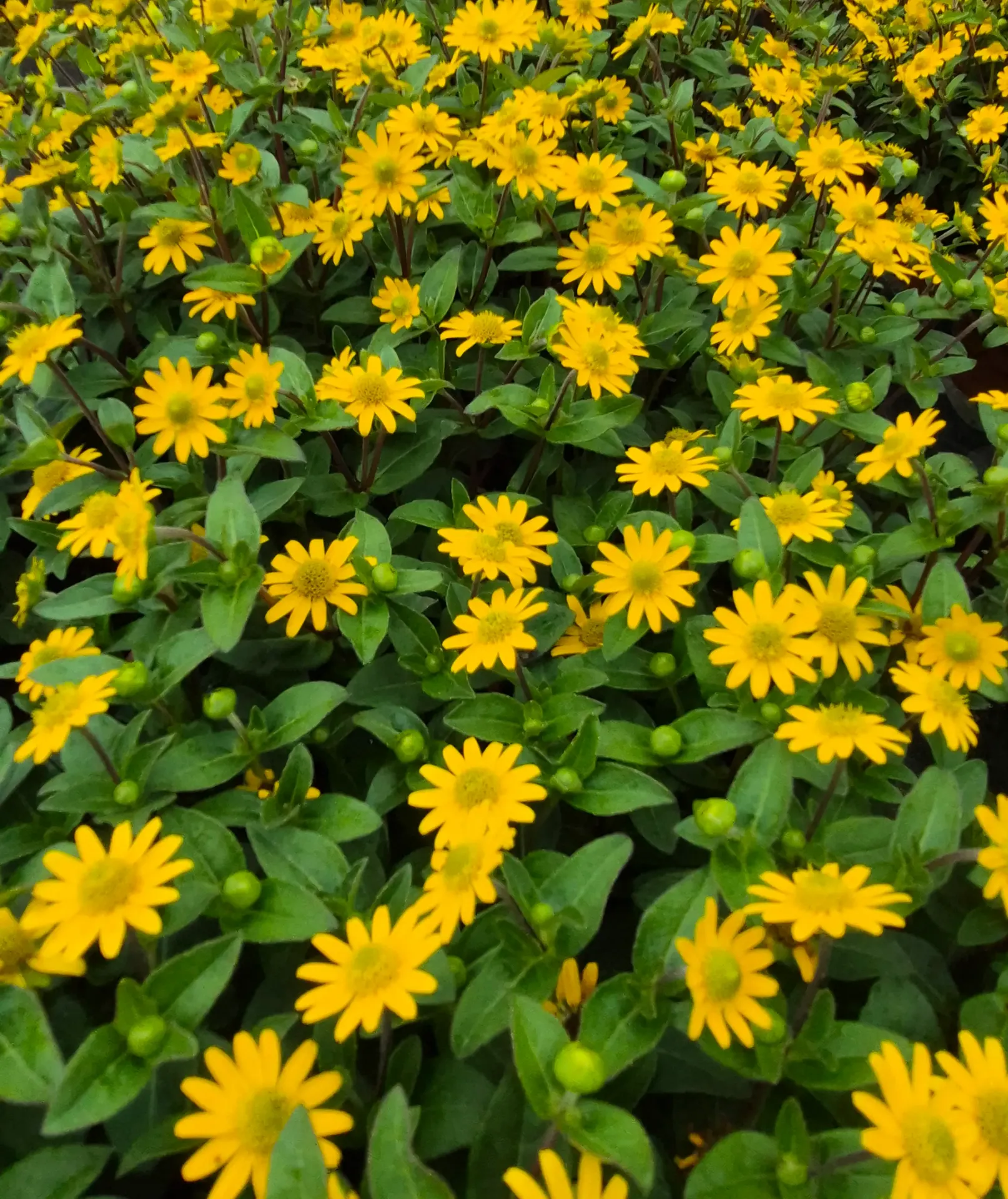 Sanvitalia speciosa Talya Great Yellow
