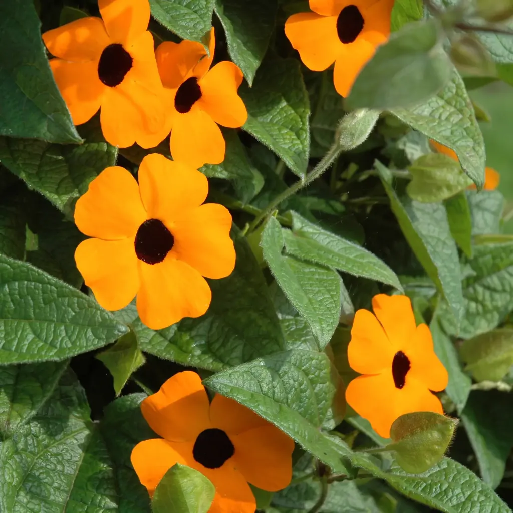 Thunbergia alata Sunny Susy Red Orange