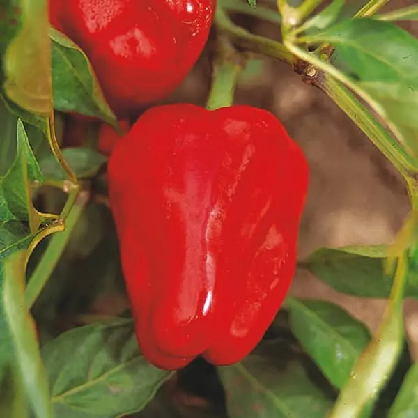 Poivron Lamuyo