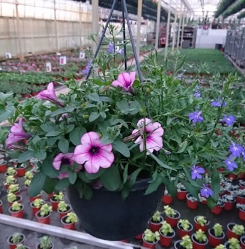 Composition plantes d'extérieur